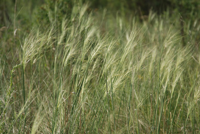 Image of Stipa capillata specimen.