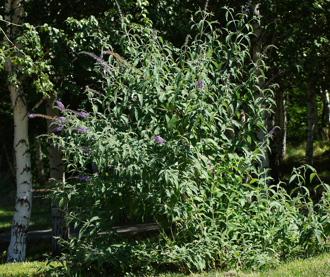 Изображение особи Buddleja davidii.