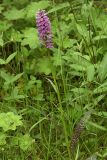 Dactylorhiza fuchsii