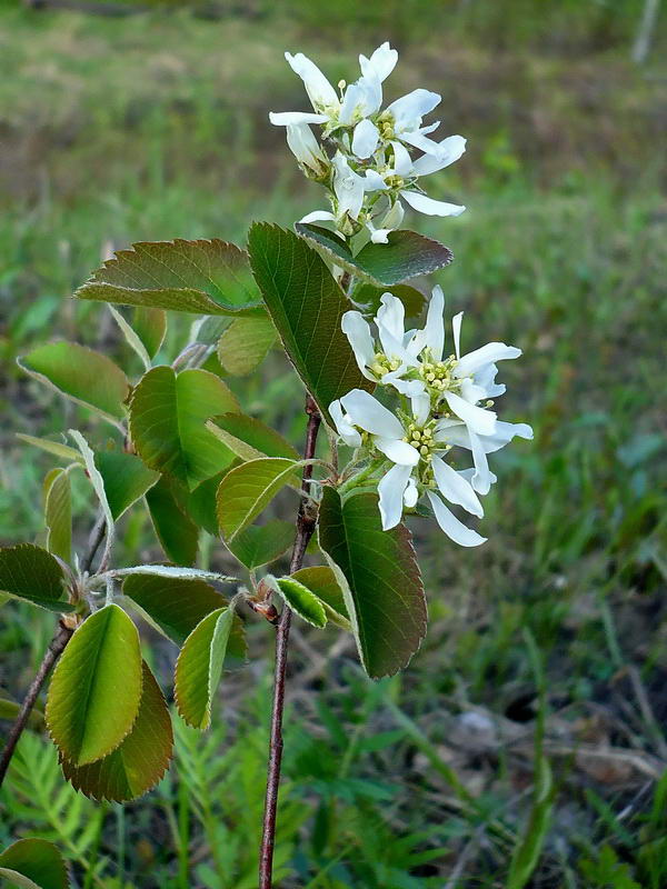 Изображение особи Amelanchier alnifolia.