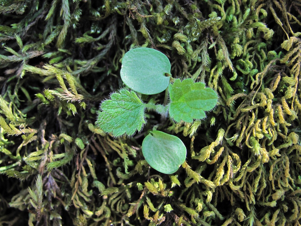 Image of Lamium maculatum specimen.