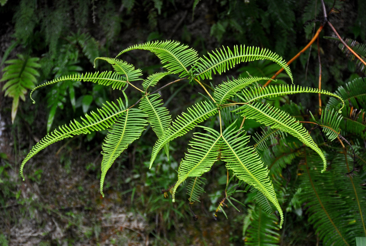 Image of Dicranopteris linearis specimen.