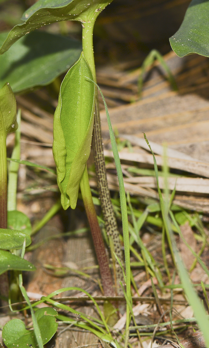 Image of Arisarum vulgare specimen.