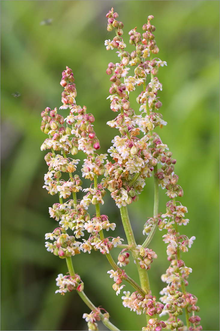 Изображение особи род Rumex.