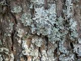 Parmelia sulcata. Слоевища на стволе сосны обыкновенной (Pinus sylvestris) вместе с Hypogimnia physodes. Свердловская обл., окр. г. Североуральск, сосновый лес. 26.04.2007.