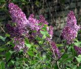 Syringa vulgaris