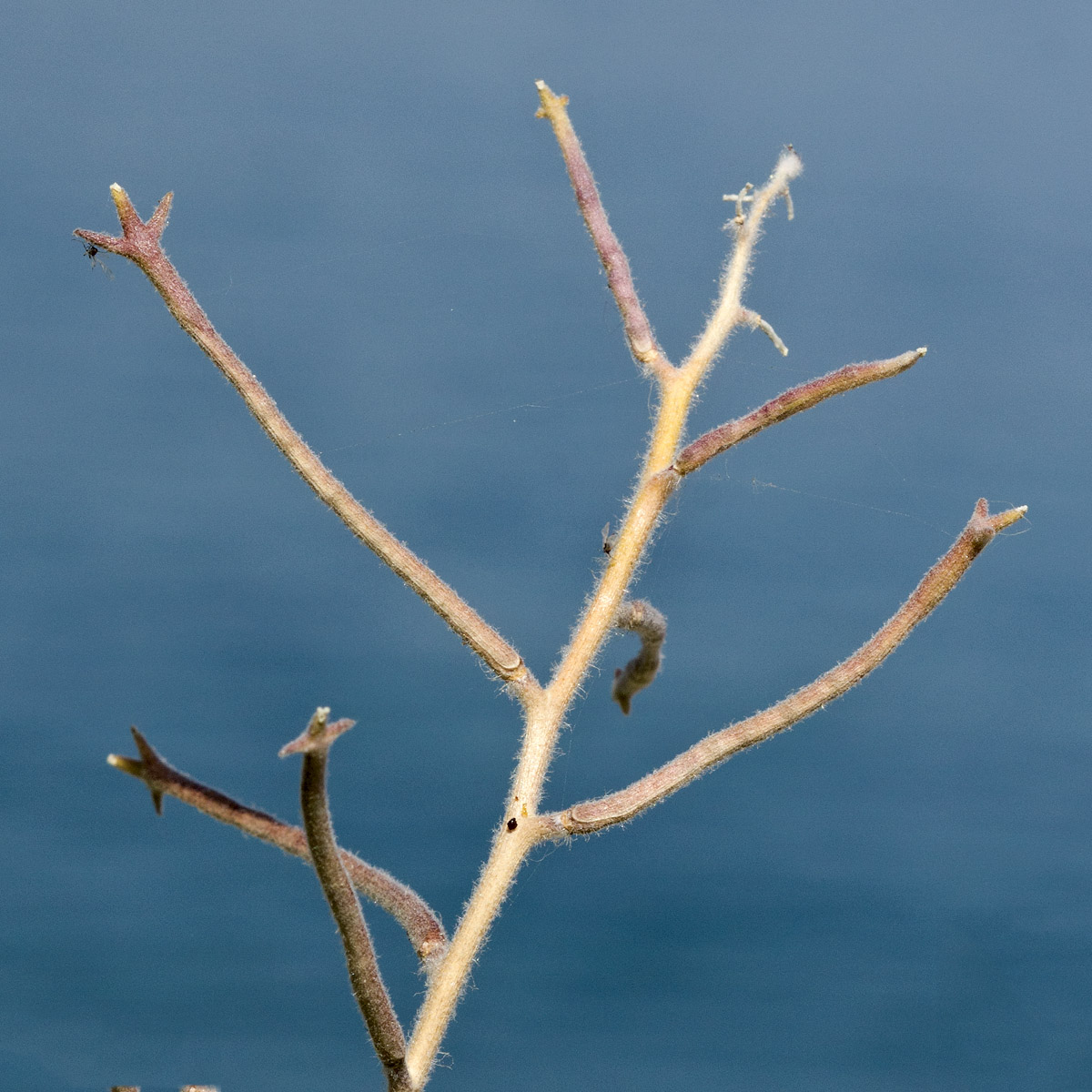 Image of Matthiola tricuspidata specimen.