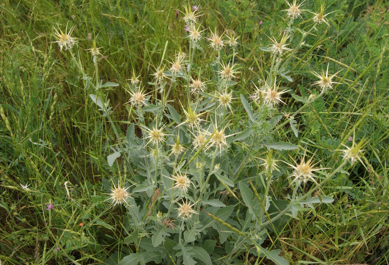Image of Centaurea sosnovskyi specimen.