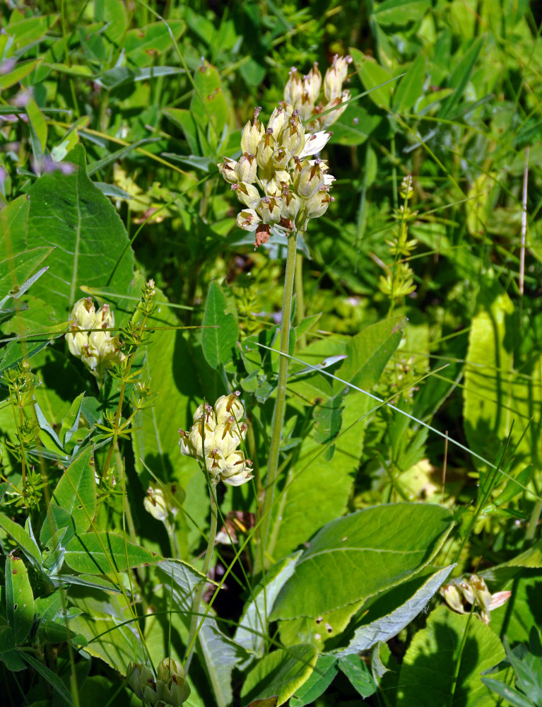 Image of Primula veris specimen.