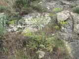 Zosima absinthifolia. Цветущее растение. Дагестан, Кумторкалинский р-н, скальное обнажение на склоне горы. 06.05.2018.