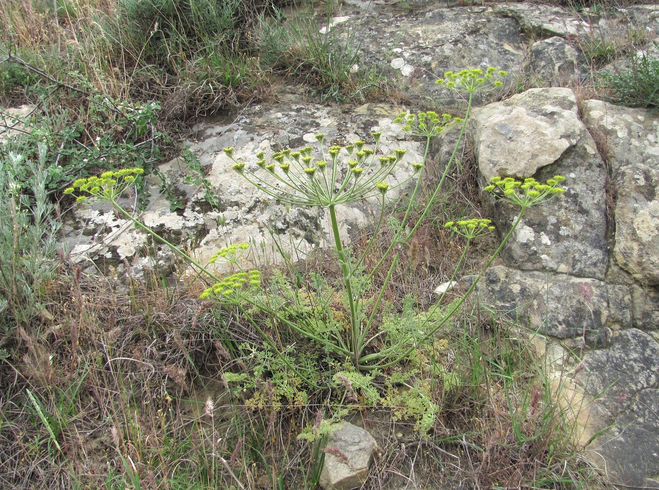 Изображение особи Zosima absinthifolia.