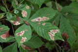 Aesculus hippocastanum