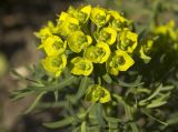 Euphorbia cyparissias. Верхушка цветущего растения. Новосибирск, в культуре. 27.05.2010.