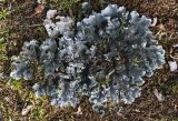 genus Peltigera. Слоевище с апотециями. Московская обл., Одинцовский р-н, окр. дер. Волково, развалины, зарастающая бетонная плита. 11.07.2018.