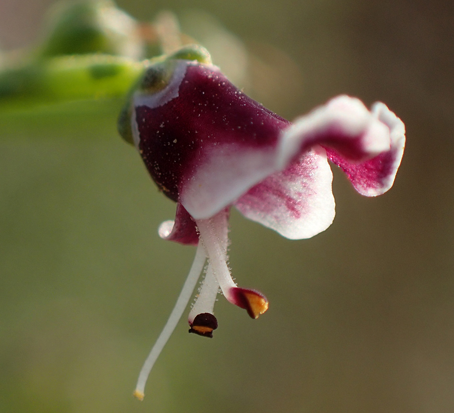 Image of Scrophularia bicolor specimen.