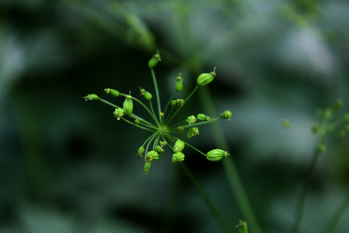 Image of Eleutherospermum cicutarium specimen.