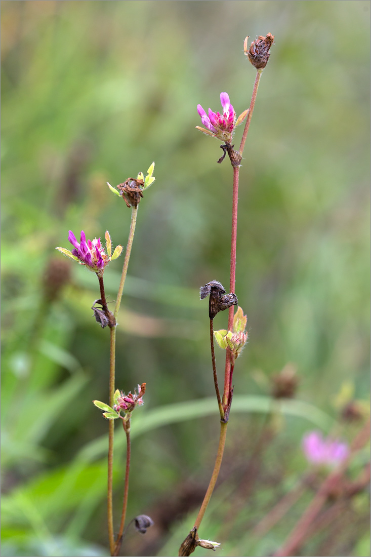 Изображение особи Trifolium medium.