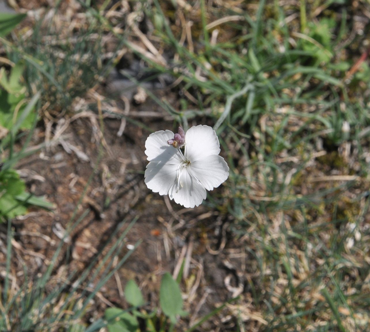 Изображение особи род Dianthus.