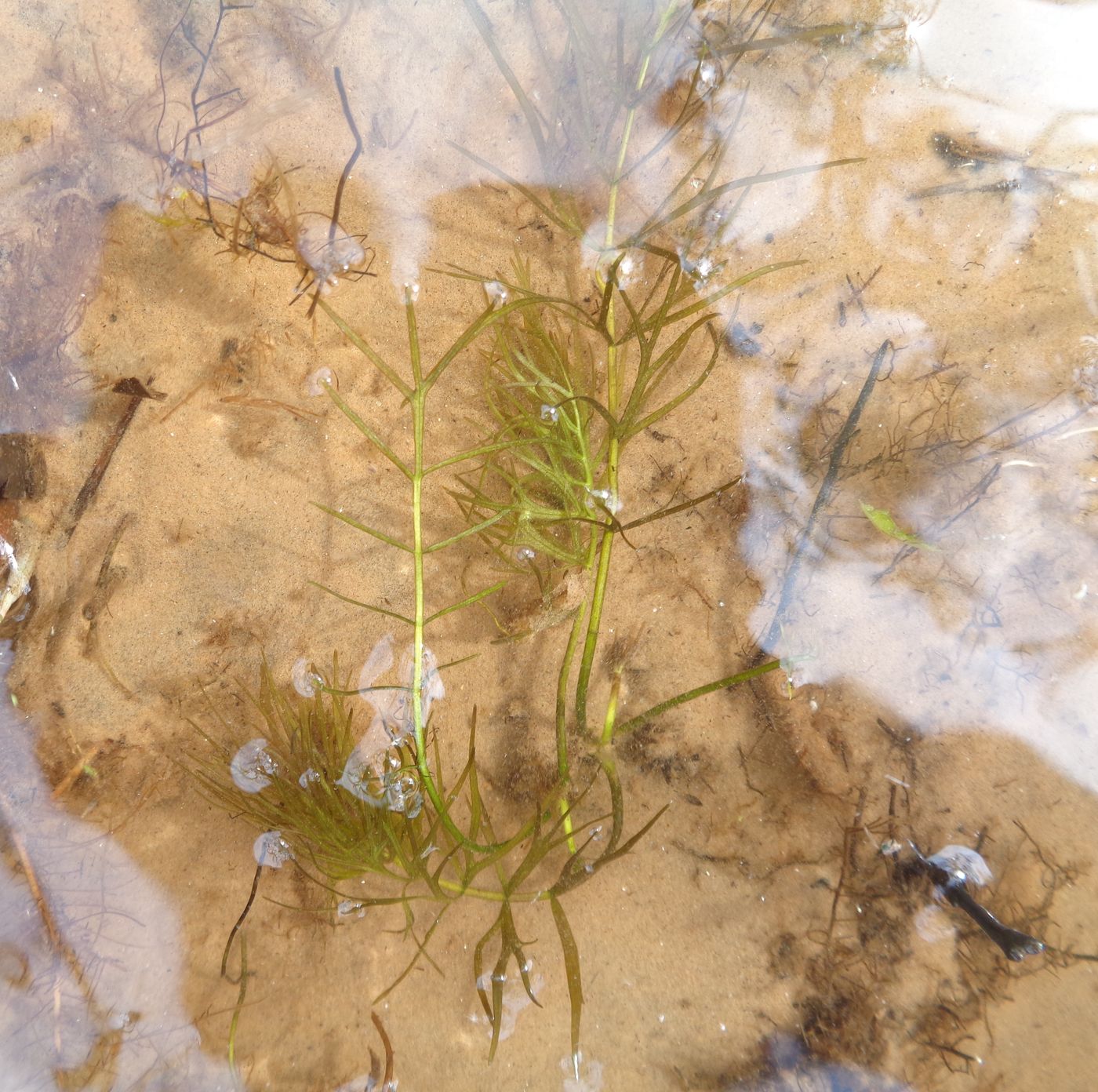 Image of Sium latifolium specimen.
