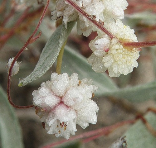 Image of Cuscuta planiflora specimen.