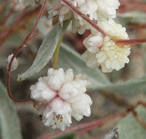 Изображение особи Cuscuta planiflora.