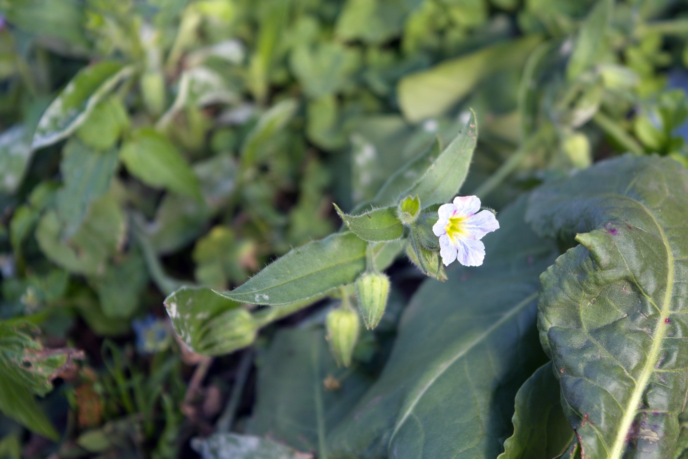 Изображение особи Nonea versicolor.