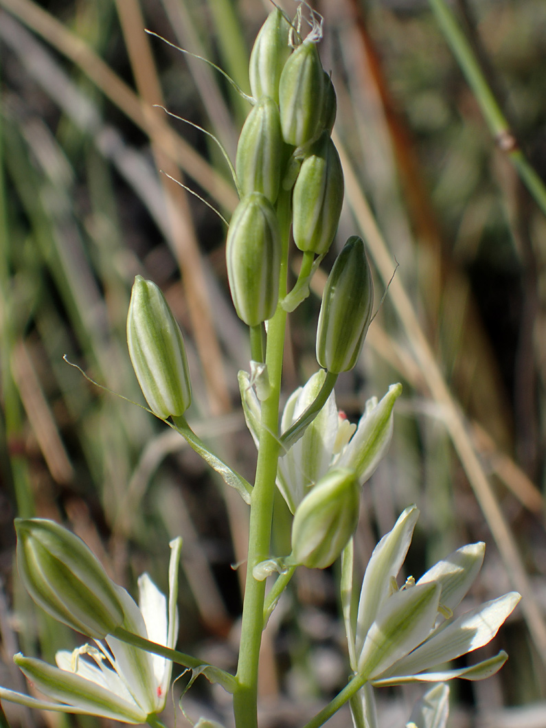 Изображение особи Ornithogalum narbonense.