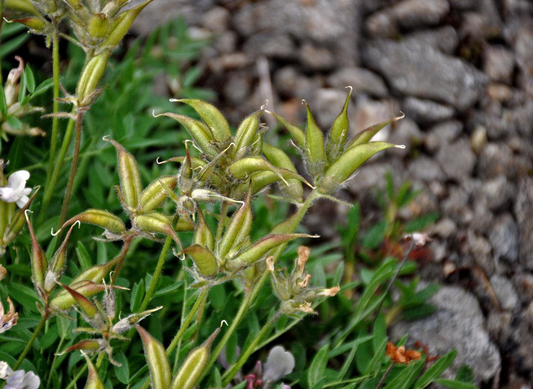 Image of Oxytropis sordida specimen.