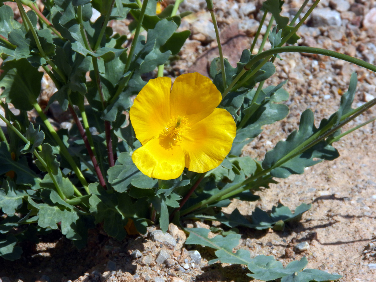 Image of Glaucium fimbrilligerum specimen.