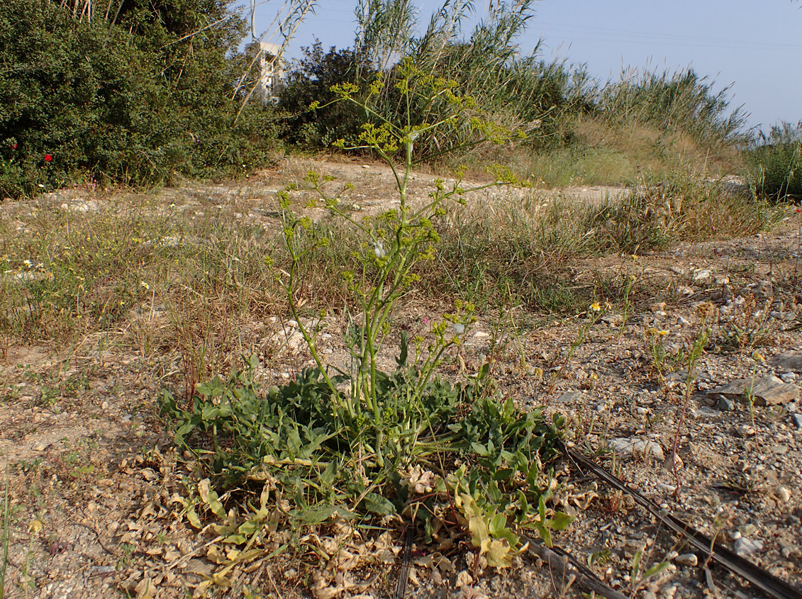 Изображение особи Opopanax hispidus.