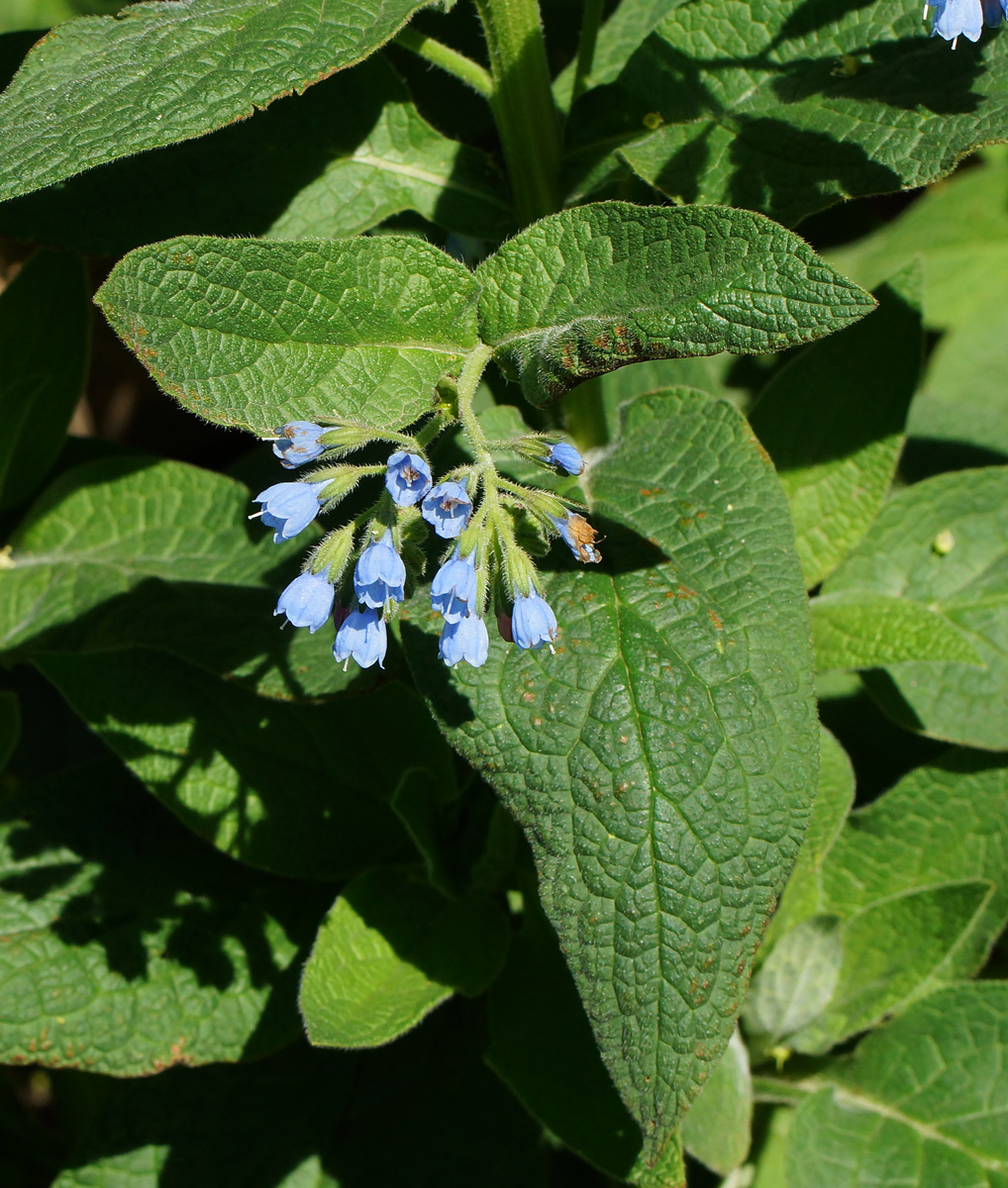 Изображение особи Symphytum caucasicum.