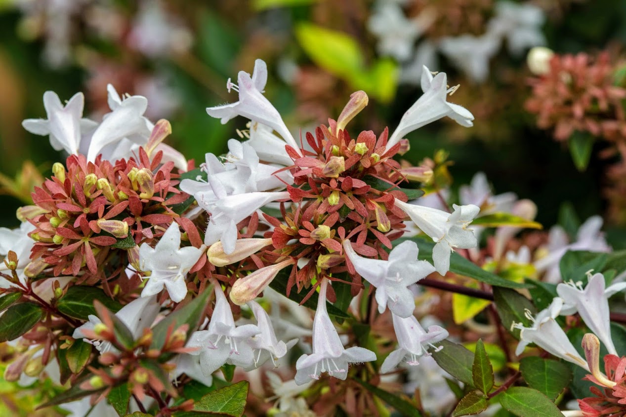 Изображение особи Abelia &times; grandiflora.