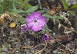 Dianthus versicolor. Верхушка цветущего растения. Республика Алтай, Кош-Агачский р-н, Северо-Чуйский хребет, долина р. Актру, подножие поросшего лиственницей склона юго-восточной экспозиции. 14.08.2018.