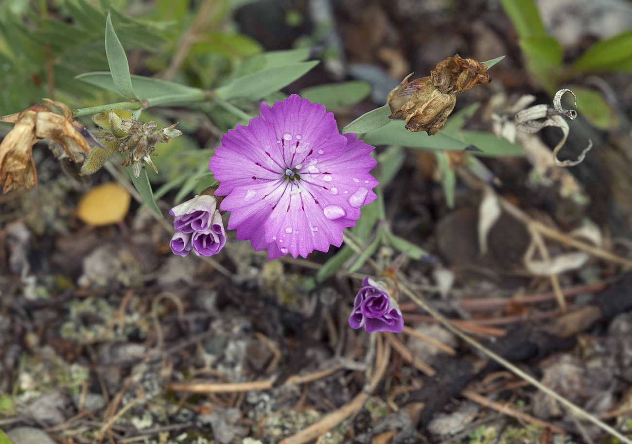 Изображение особи Dianthus versicolor.