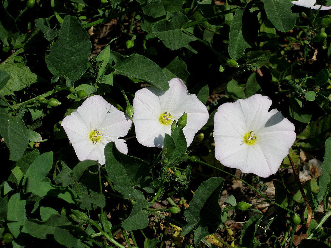 Изображение особи Convolvulus arvensis.