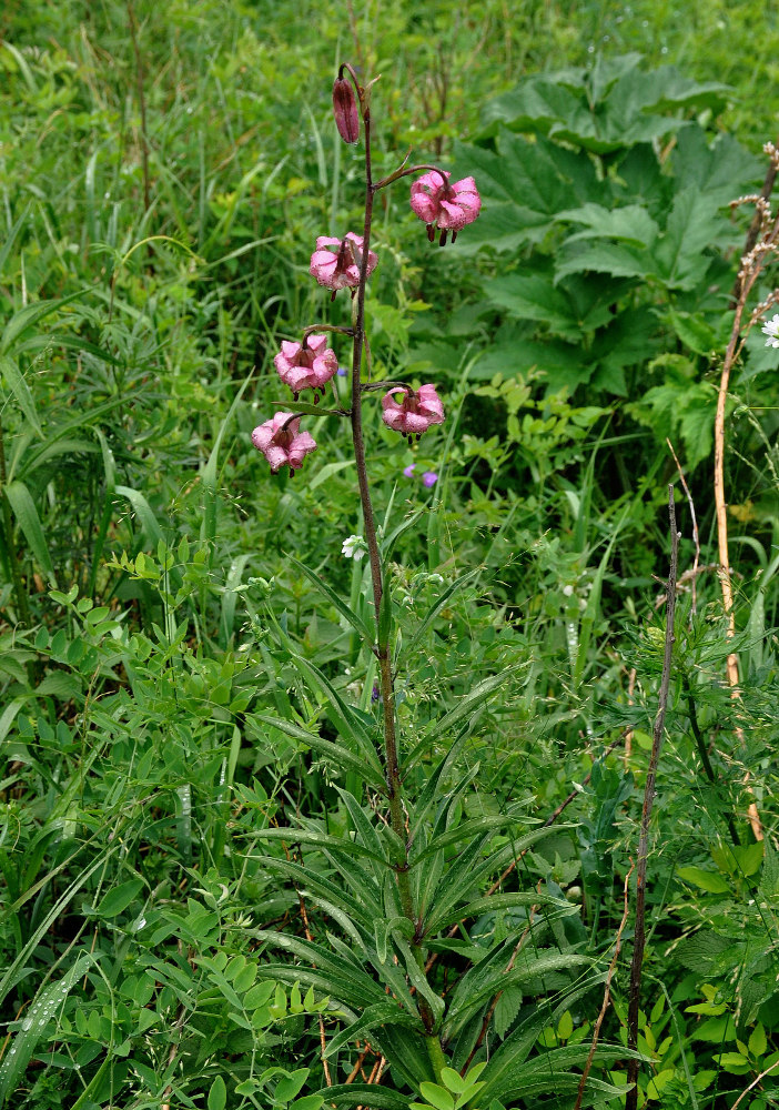 Image of Lilium pilosiusculum specimen.