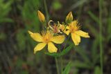 Hypericum attenuatum