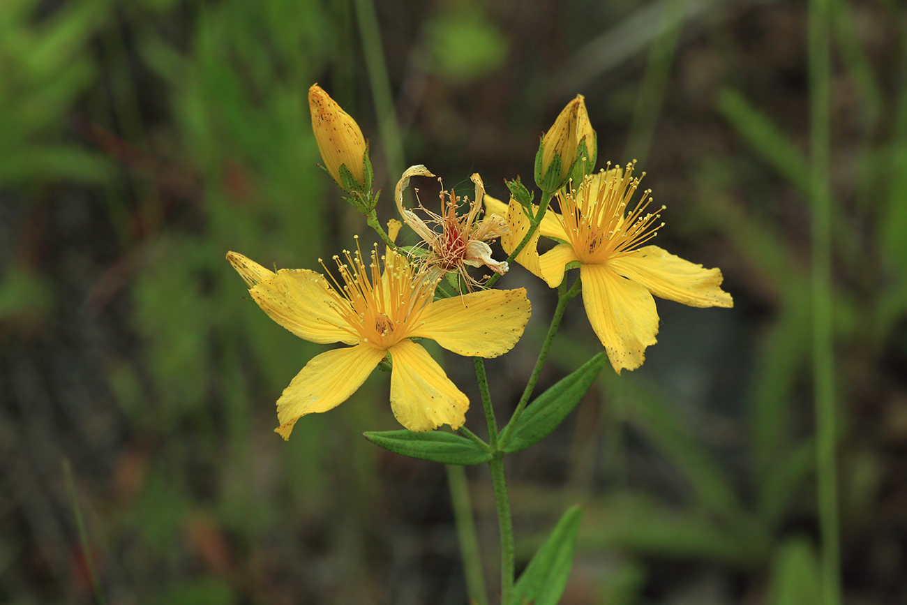 Image of Hypericum attenuatum specimen.