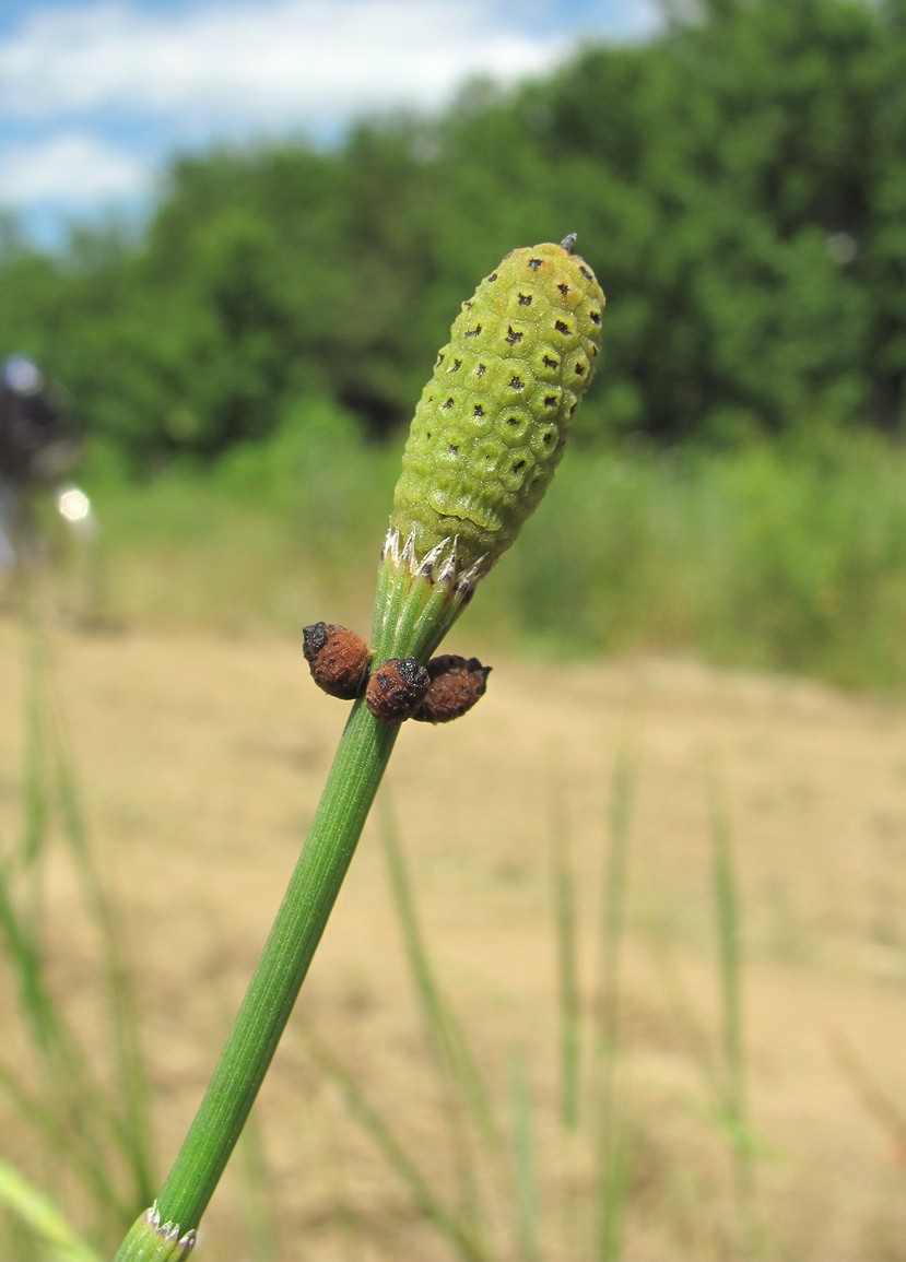 Image of Equisetum ramosissimum specimen.
