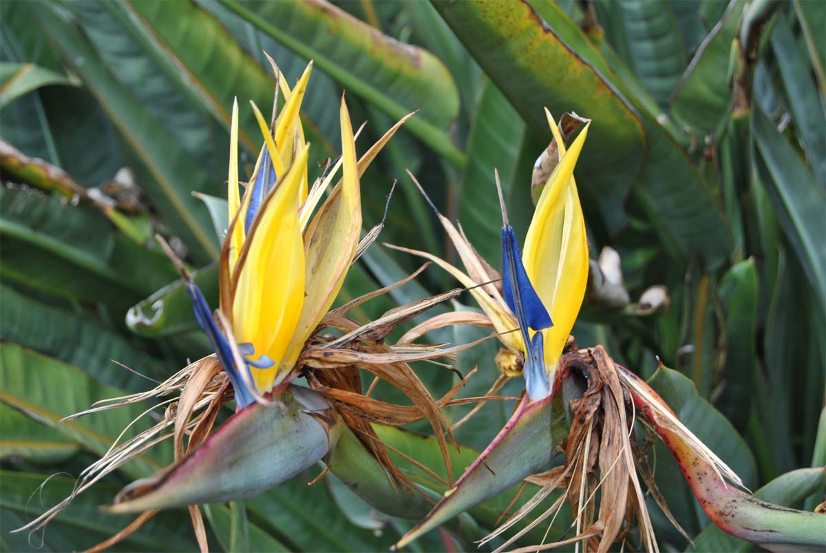 Image of Strelitzia reginae specimen.