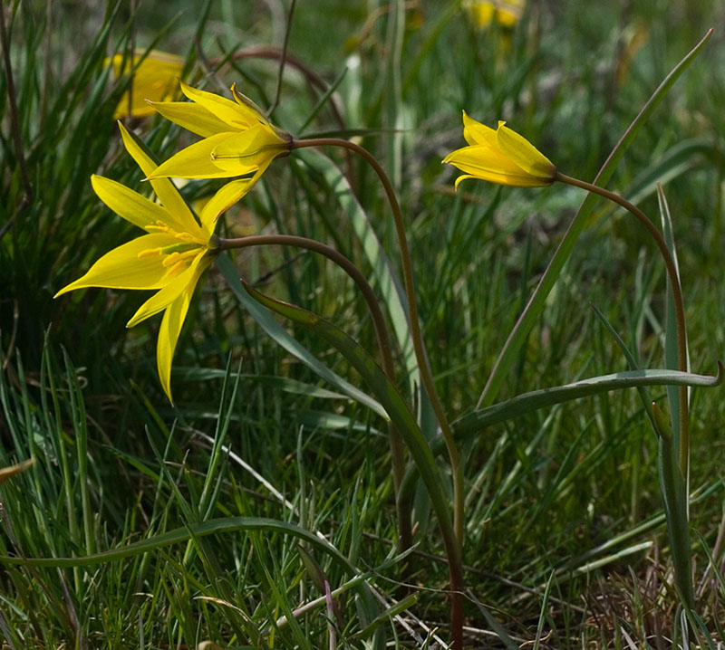 Image of Tulipa biebersteiniana specimen.