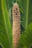 Cycas revoluta