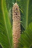 Cycas revoluta. Микростробил. Краснодарский край, г. Сочи, Центральный р-н, в культуре. 18.08.2018.