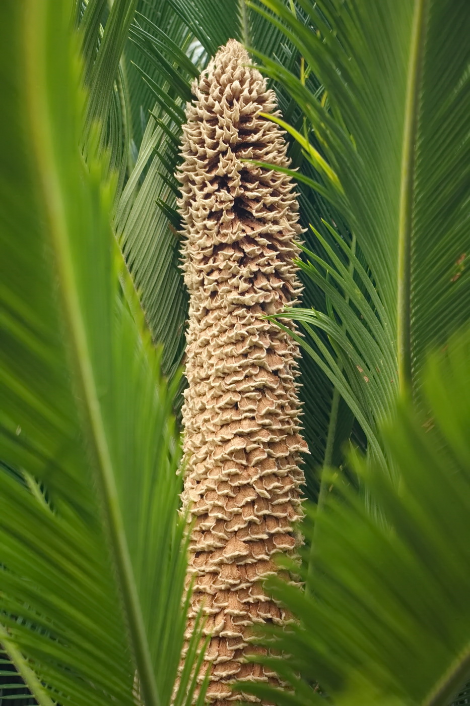 Image of Cycas revoluta specimen.