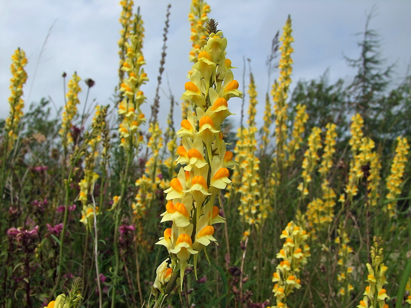 Изображение особи Linaria vulgaris.