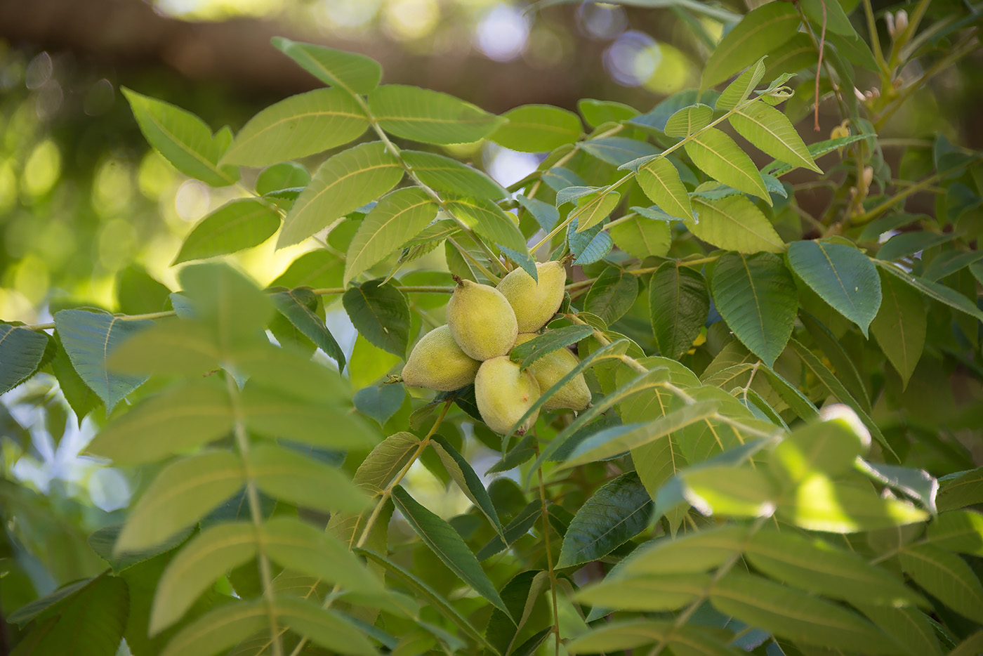 Изображение особи Juglans cinerea.