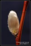 Salix acutifolia. Нераспустившееся соцветие. Подмосковье. 05.12.2008.