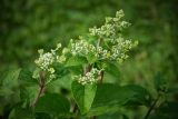 Hydrangea paniculata. Верхушки побегов с соцветиями ('Wim's Red'). Кировская обл., г. Киров, Ботанический сад Вятского государственного университета, в культуре. 07.07.2018.