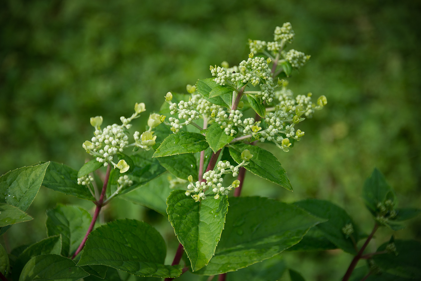 Image of Hydrangea paniculata specimen.