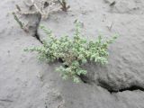 Kalidium juniperinum